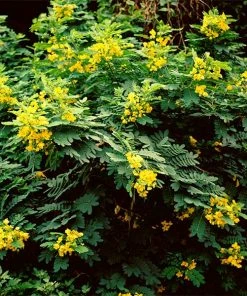 Fast Growing Trees Cassia Tree