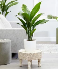 Fast Growing Trees Cast Iron Plant Low Light House Plants 16 Fast Growing Trees Cast Iron Plant Low Light House Plants