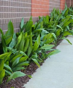 Fast Growing Trees Cast Iron Plant Low Light House Plants 17 Fast Growing Trees Cast Iron Plant Low Light House Plants