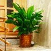 Fast Growing Trees Cast Iron Plant Low Light House Plants