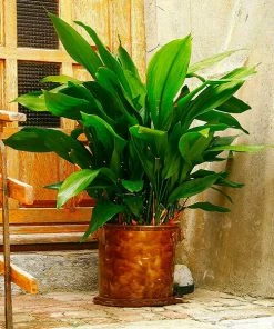 Fast Growing Trees Cast Iron Plant Low Light House Plants