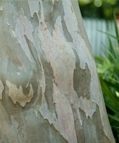 Fast Growing Trees Catawba Crape Myrtle Tree Crape Myrtles