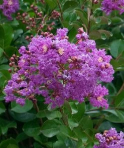 Fast Growing Trees Catawba Crape Myrtle Tree Crape Myrtles