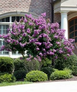 Fast Growing Trees Catawba Crape Myrtle Tree Crape Myrtles