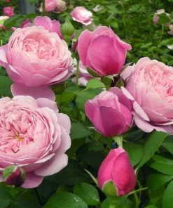 Fast Growing Trees Roses Cathedral Bells Rose