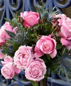 Fast Growing Trees Roses Cathedral Bells Rose