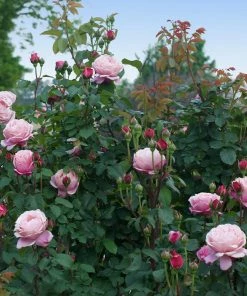 Fast Growing Trees Roses Cathedral Bells Rose