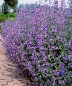 Fast Growing Trees Walker's Low Nepeta Catmint Plant