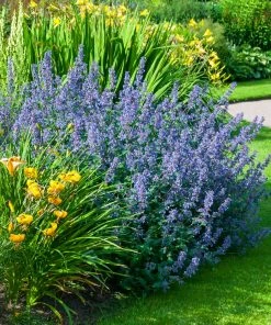 Fast Growing Trees Walker's Low Nepeta Catmint Plant