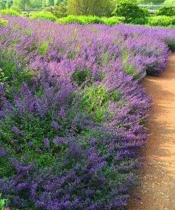 Fast Growing Trees Walker's Low Nepeta Catmint Plant