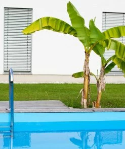 Fast Growing Trees Dwarf Cavendish Banana Tree