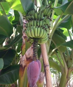 Fast Growing Trees Dwarf Cavendish Banana Tree
