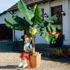 Fast Growing Trees Dwarf Cavendish Banana Tree