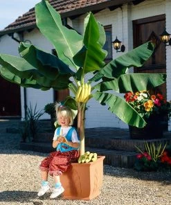 Fast Growing Trees Dwarf Cavendish Banana Tree