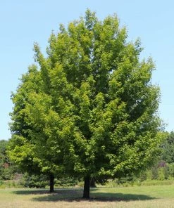 Fast Growing Trees Maple Trees Celebration Maple Tree