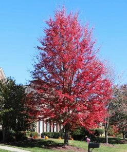 Fast Growing Trees Maple Trees Celebration Maple Tree