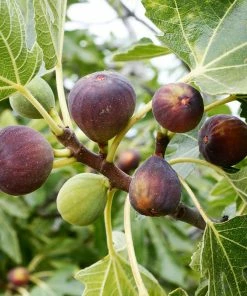Fast Growing Trees Celeste Fig Tree Fig Trees