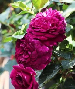 Fast Growing Trees Celestial Night™ Rose Tree