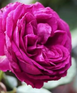 Fast Growing Trees Celestial Night™ Rose Tree