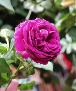 Fast Growing Trees Celestial Night™ Rose Tree