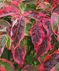 Fast Growing Trees Dogwood Trees Celestial Shadow Dogwood
