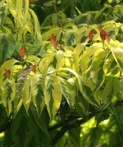 Fast Growing Trees Dogwood Trees Celestial Shadow Dogwood