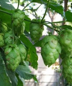Fast Growing Trees See All Shrubs & Hedges Centennial Hops Plant