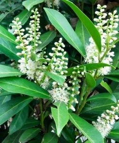 Fast Growing Trees Cherry Laurel 'Centre Court™'