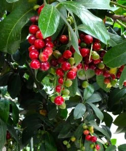 Fast Growing Trees Cherry Laurel 'Centre Court™'