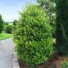 Fast Growing Trees Cherry Laurel 'Centre Court™'