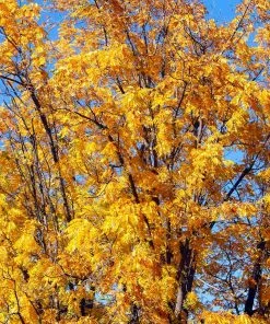 Fast Growing Trees Chandler Walnut Tree