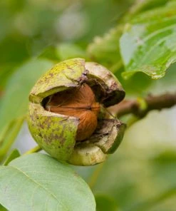 Fast Growing Trees Chandler Walnut Tree