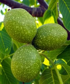 Fast Growing Trees Chandler Walnut Tree