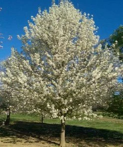 Fast Growing Trees Chastity® Pear Tree