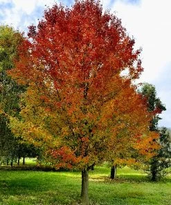 Fast Growing Trees Chastity® Pear Tree