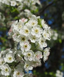 Fast Growing Trees Chastity® Pear Tree