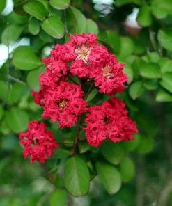 Fast Growing Trees Cherokee Crape Myrtle 7 Fast Growing Trees Cherokee Crape Myrtle