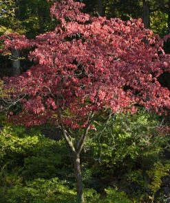 Fast Growing Trees Cherokee Brave Dogwood