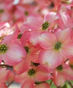 Fast Growing Trees Cherokee Brave Dogwood