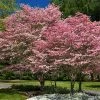 Fast Growing Trees Cherokee Brave Dogwood