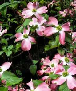 Fast Growing Trees Cherokee Chief Dogwood