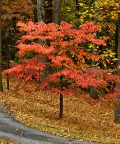 Fast Growing Trees Cherokee Chief Dogwood
