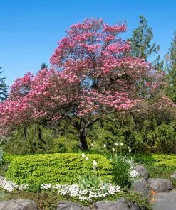 Fast Growing Trees Cherokee Chief Dogwood