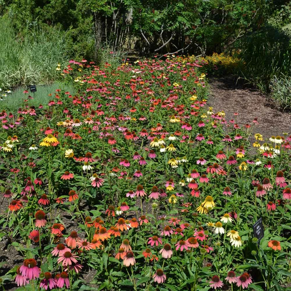 Fast Growing Trees See All Shrubs & Hedges Cheyenne Spirit Echinacea (Coneflower) 5 Fast Growing Trees See All Shrubs & Hedges Cheyenne Spirit Echinacea (Coneflower)