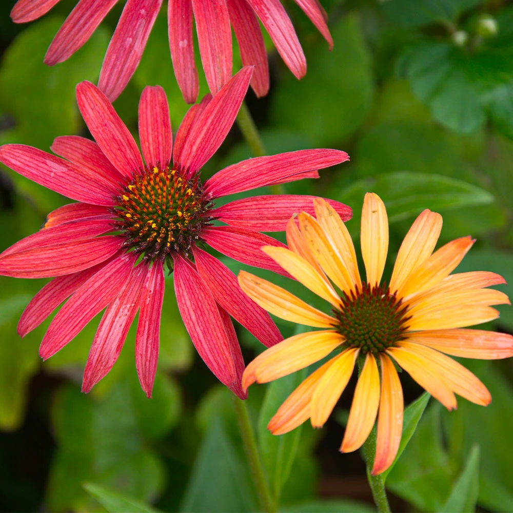 Fast Growing Trees See All Shrubs & Hedges Cheyenne Spirit Echinacea (Coneflower) 6 Fast Growing Trees See All Shrubs & Hedges Cheyenne Spirit Echinacea (Coneflower)