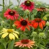 Fast Growing Trees See All Shrubs & Hedges Cheyenne Spirit Echinacea (Coneflower)