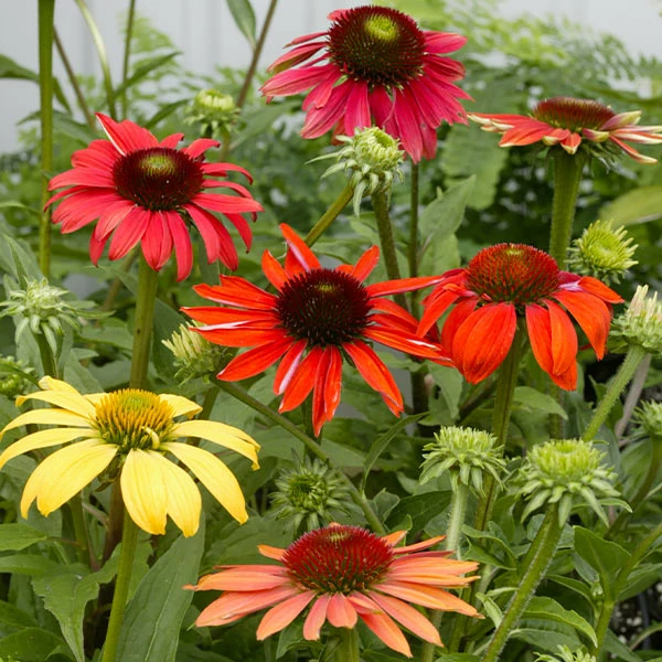 Fast Growing Trees See All Shrubs & Hedges Cheyenne Spirit Echinacea (Coneflower) 3 Fast Growing Trees See All Shrubs & Hedges Cheyenne Spirit Echinacea (Coneflower)
