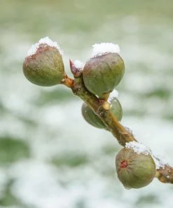 Fast Growing Trees Assorted Figs - USDA Organic