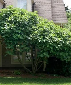 Fast Growing Trees Fig Trees Chicago Hardy Fig Tree - USDA Organic