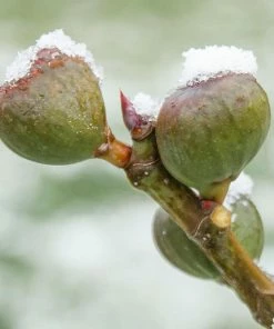 Fast Growing Trees Chicago Hardy Fig Tree